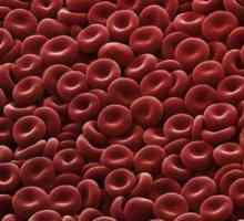 Eritrocita: strukturu, oblik i funkciju. Struktura humanih crvenih krvnih stanica