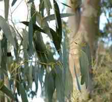 Eukaliptus. Ljekovita svojstva jedinstvenog stabla