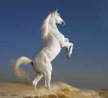 Zašto san bijelom konju? Vi se na konju ili ispod njega?