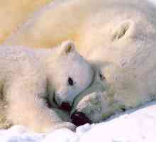 Zašto san polarnog medvjeda: naći odgovor