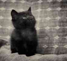 Zašto san crnog mačića? Mi učimo!