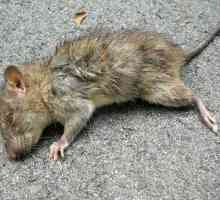 Zašto san mrtvog štakora: san
