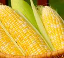 Zašto san kukuruza: različite verzije snova knjiga