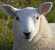 Zašto san ovce? oneiromancija