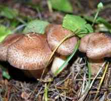 Što san brati gljive u šumi? Što Downers?