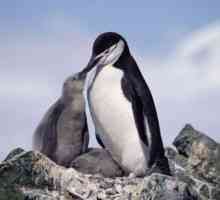 Zašto sanjati o pingvinima (u vodi i na obali)? Što pingvini sanjala trudna?