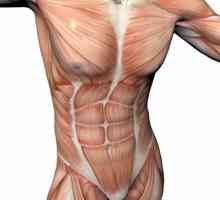 Do torzo mišiće su ono mišića? Mišići ljudskog tijela