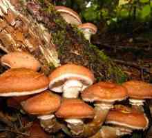 Kako očistiti gljive? Recite nam nešto o liječenju i soljenje ove korisne gljiva