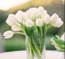 Koliko dugo zadržati tulipani u vazi: kako produžiti život cvijeću u buket
