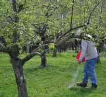 Kao što treba obaviti gnojidbu jabuke?