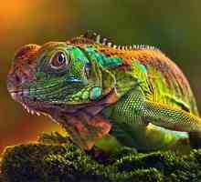 Kao kameleon mijenja boju, i što to ovisi?