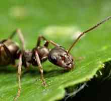 Kako se riješiti mrava u vrtu. dobar savjet