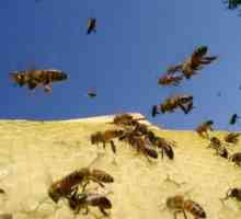 Kako da biste dobili osloboditi od pčela na svoje stranice