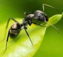 Kako da biste dobili osloboditi od mravi iz vrta na stranicama brzo i trajno