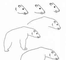 Kako crtati polarnog medvjeda lijep?