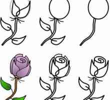 Kako crtati buket ruža olovku i akvarel