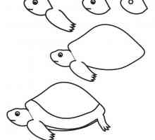 Kako nacrtati kornjača: korak po korak vodič za početnike