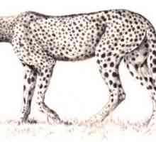 Kako crtati cheetah? Mi predstavlja snažan i brz zvijer
