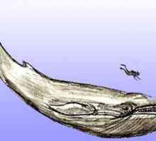 Kako nacrtati kita u realan i animiranih stilova