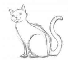 Kako nacrtati mačku postupno olovka. Kako nacrtati mačku za djecu?