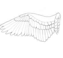 Kako crtati krila? Upute za početnike