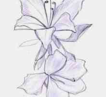 Kako crtati orhideja? Prikazuje izvedbu jednostavnosti i sofisticiranosti
