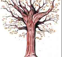 Kako nacrtati stablo pada u fazama