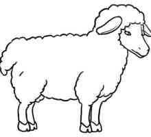 Kako nacrtati ovce u fazama?