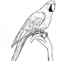 Kako crtati ptice korak po korak s olovkom. Kako crtati ptica pero. Kako crtati feeder ptica ili…