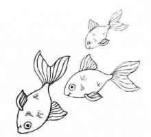 Kako nacrtati ribu? nekoliko opcija