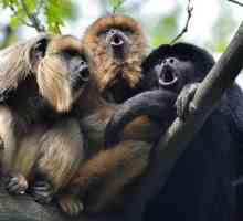 Majmuni komuniciraju jedni s drugima? Kako razgovarati s majmunima: zvukove. Obrazovanje govora…