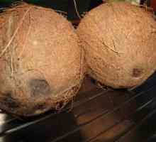 Kako otvoriti kokos kod kuće, bez gubitka i uz minimalan napor