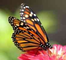 Kako hraniti leptire: jedu u divljini i kod kuće?