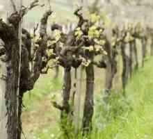 Kako orezati grožđe proljeće ispravno. Shema rezidba vinove proljeće