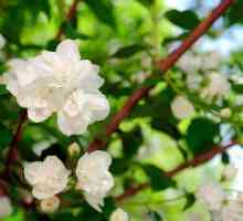 Kako posaditi jasmin u proljeće? Sadnja grmova u zemlji