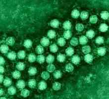 Kako dijete enterovirus infekcije