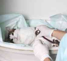 Kako je liječenje urolitijaze u mačaka?