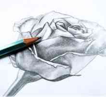 Kako nacrtati ružu olovka fazama treninga