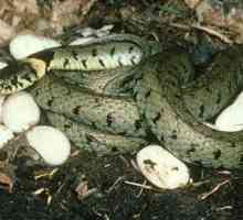 Kako roditi zmija svoje potomstvo? Da li sve vrste nesti jaja?