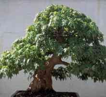 Kako da se brinu za bonsai? Kako da se brinu za bonsaija