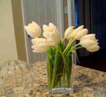 Kako da se brine za rezano tulipana kod kuće?