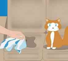 Kako bi se uklonili miris mačka urin? Savjet Umjesto