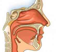 Kako nos. Nosna šupljina, njegov dio, funkcije i struktura