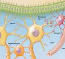 Kako se živčane stanice? Stanice živčanog sustava