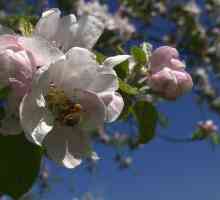 Kako se pobrinuti za jabukom u proljeće? Stabla sprej jabuka u proljeće?