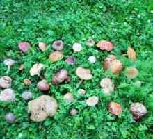Kako odabrati gljive: jestive i nejestive u Kharkiv regiji