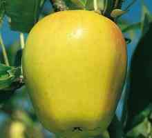 Kako jabuka „Golden Delicious”? Opis drva i voća