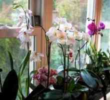 Kako rastu orhideje kod kuće: uvjeti i način reprodukcije