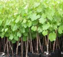 Kako raste grožđe u Baškortostan? Sadnja grožđe Baškiriji u proljeće, njegu i obrezivanje