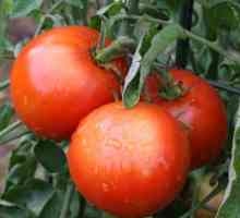 Kako raste rajčica, „sto funti”?